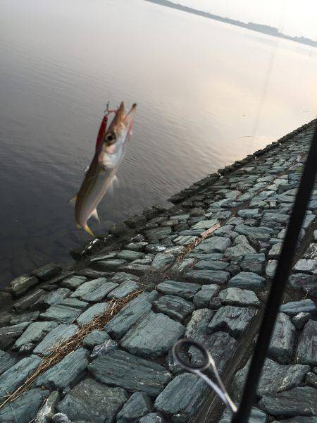 朝まずめ短時間釣行