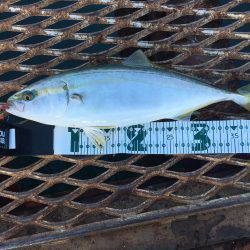 今日もハマチからのアオリイカ❗️