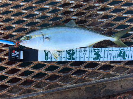 今日もハマチからのアオリイカ❗️