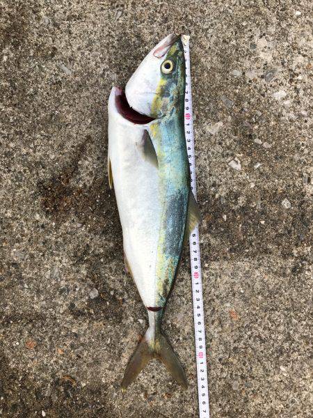 タチウオから青物へ