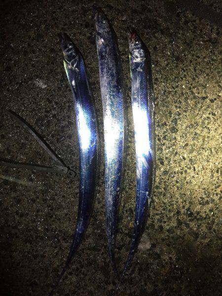 仕事終わってタチウオ！