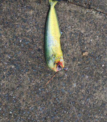 予想外なシイラ