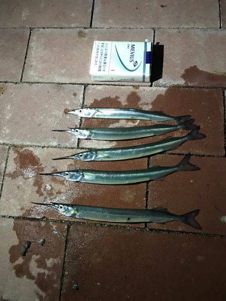 サヨリがらたくさんいました。