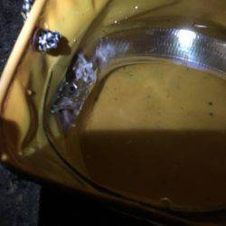 シーバスが釣りたい