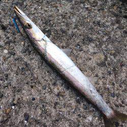 垂水漁港でエギングのはずが・・・