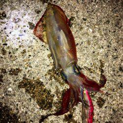 ケンサキまだ釣れます