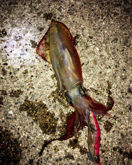 ケンサキまだ釣れます