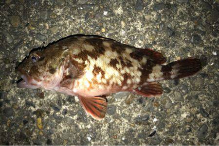 サビキではアジが釣れる...アジングでは.…