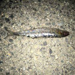 コノシロとタチウオ