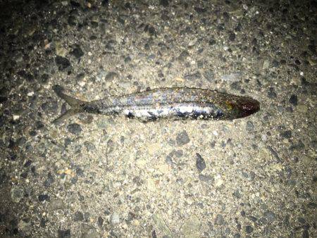 コノシロとタチウオ