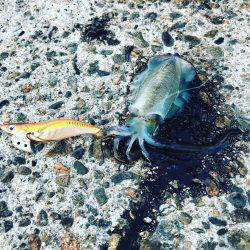 プチ但馬エリア遠征エギング