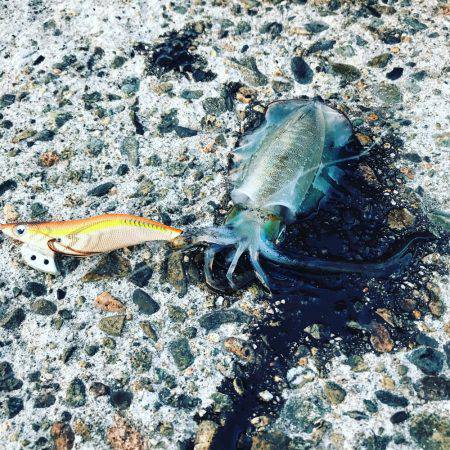 プチ但馬エリア遠征エギング