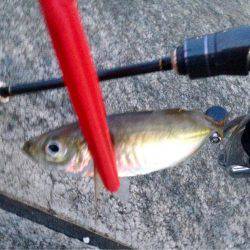 休み明けアジング