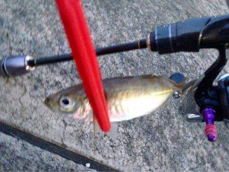 休み明けアジング