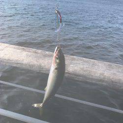 ショアジギング〜ワインド