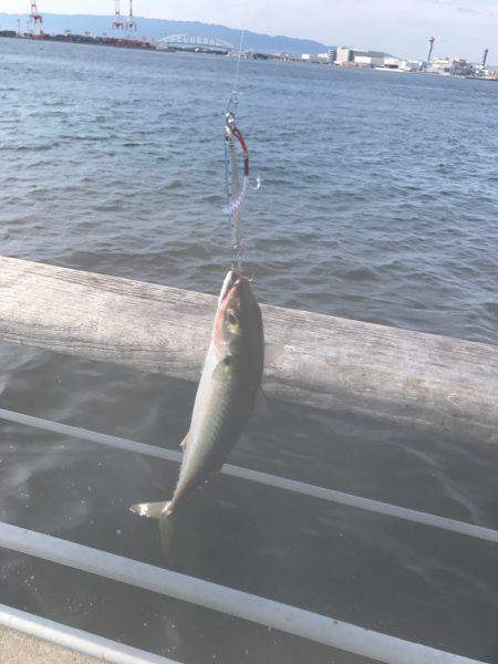 ショアジギング〜ワインド