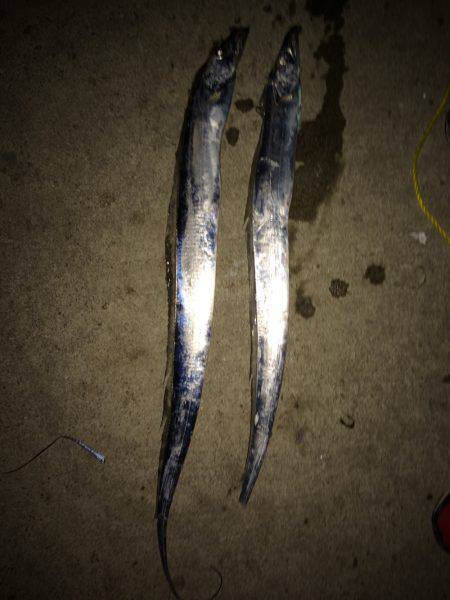 水軒鉄鋼団地 タチウオ ２匹