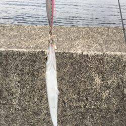 カマスラッシュ‼︎