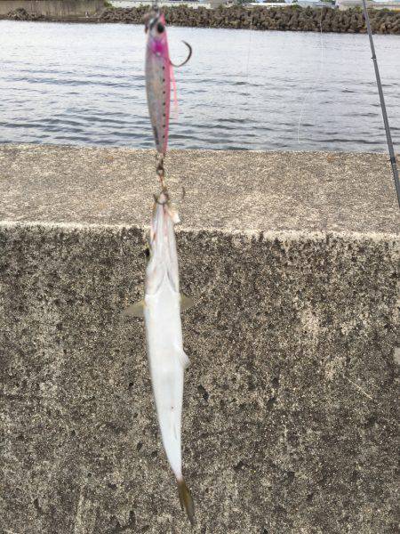 カマスラッシュ‼︎