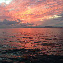 サゴシとカマスとタチウオと