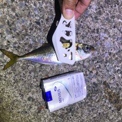 アジングやりました！