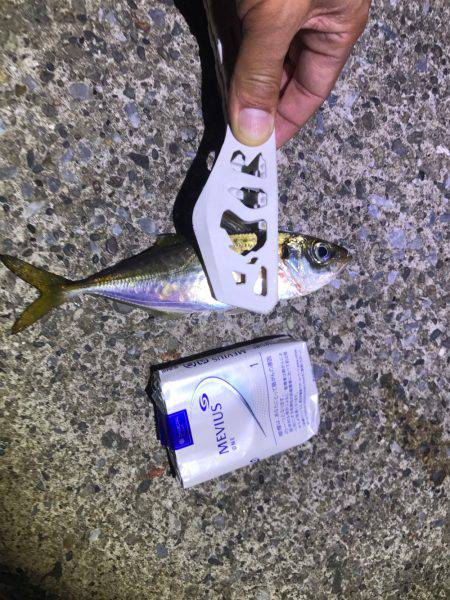 アジングやりました！