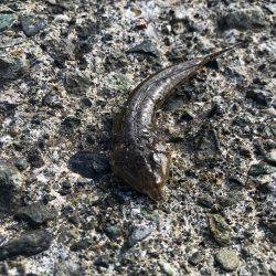 やった！シロギス