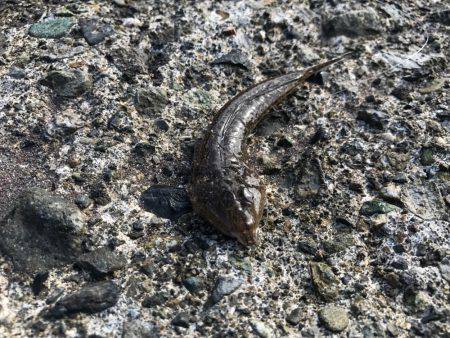 やった！シロギス