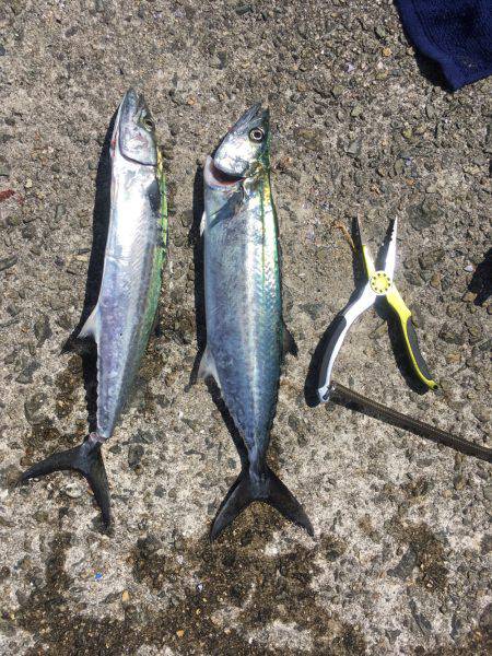 武庫一ショアジギング