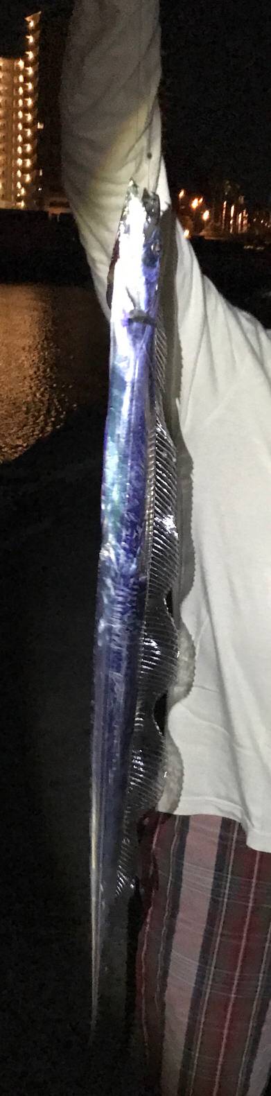 タチウオとサゴシ