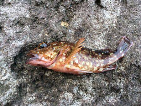 久しぶりのカサゴ‼️