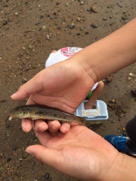 一家でハゼクラ