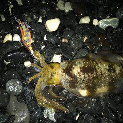 今年度第2回 新子エギング