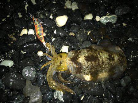 今年度第2回 新子エギング