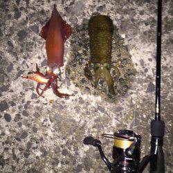 ころころころっけ♪