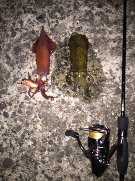 ころころころっけ♪