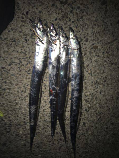 太刀魚調査！