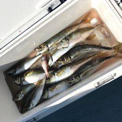 横須賀・走水港からタチウオ→アジのリレー船