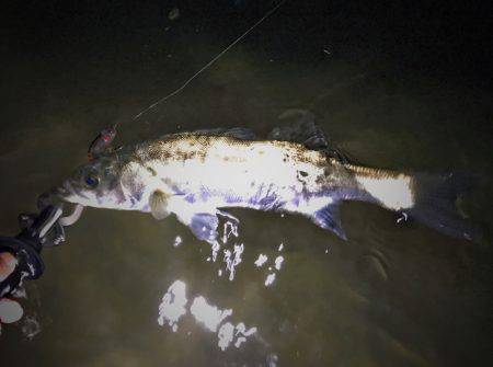 ナイトウェーディング