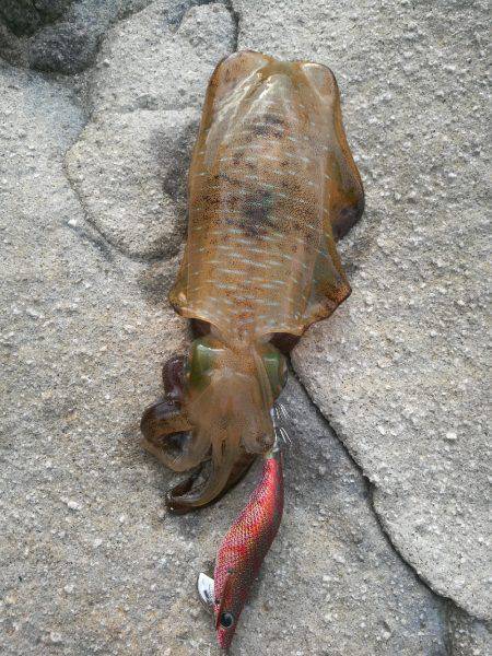 アオリイカ調査