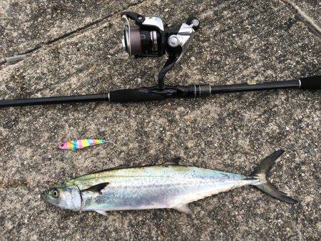 朝マズメにサゴシ