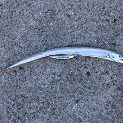 朝マヅメ釣行⑤