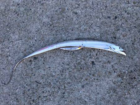 朝マヅメ釣行⑤