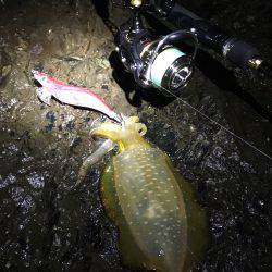 少し渋めの秋イカ釣行