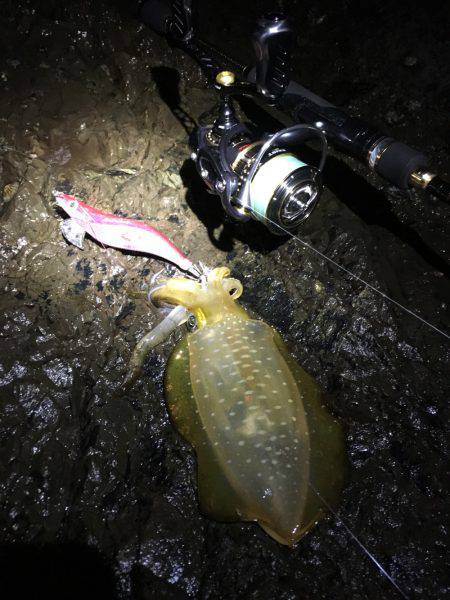 少し渋めの秋イカ釣行