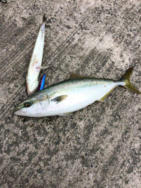 青物釣行