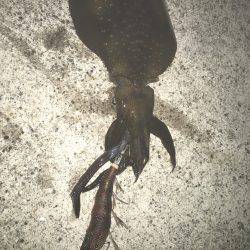 ナイトエギング