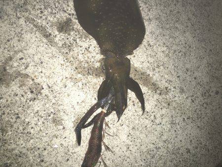 ナイトエギング