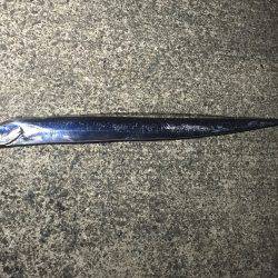 貝塚にてワインド調査