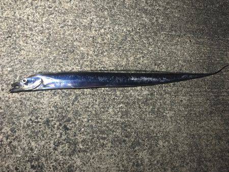 貝塚にてワインド調査